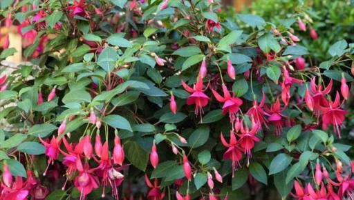 6種「永久花」，365天開花不停，又美又便宜，適合新手養