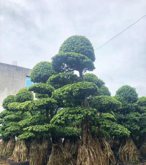 俗話說：要想富先種樹，有2種樹壽命長，越養價值越高，還鎮宅