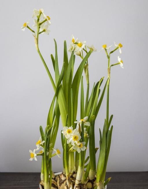 水仙花怎麼養才易開花，做好「這一步」，很快花開不斷，芬芳四溢