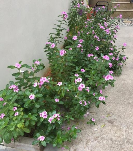 6種「永久花」，365天開花不停，又美又便宜，適合新手養
