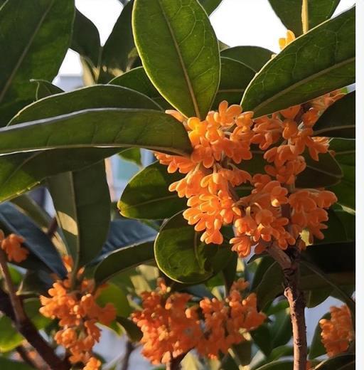 中國十大名花「桂花」，秋季開花，香氣撲鼻，適合庭院養護