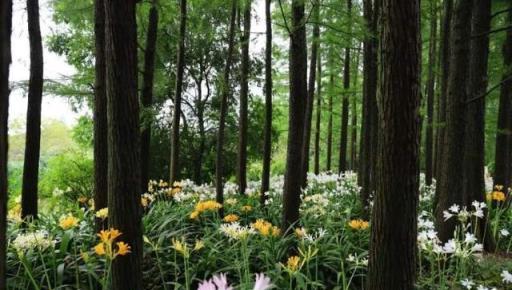 「九月花神」來了！中國人叫它蟑螂花，日本人叫它曼殊沙華