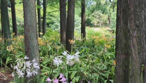 「九月花神」來了！中國人叫它蟑螂花，日本人叫它曼殊沙華