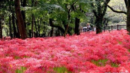 「九月花神」來了！中國人叫它蟑螂花，日本人叫它曼殊沙華