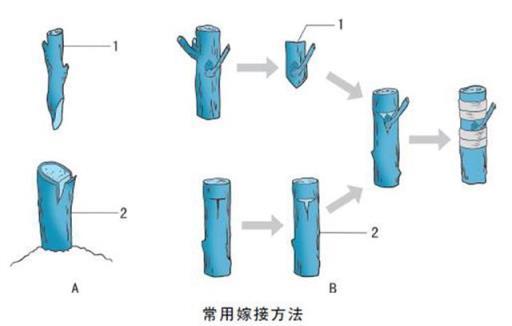 花卉嫁接繁殖的技術要點是什麼？