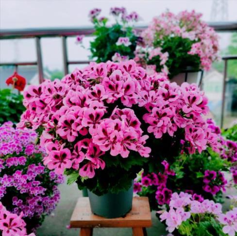 6種「永久花」，365天開花不停，又美又便宜，適合新手養