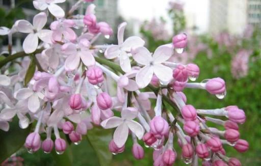 花香撲鼻的21種香花，家裡隨意幾盆就能讓滿屋飄香