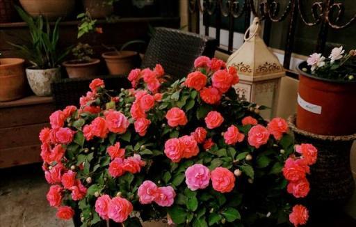 6種「永久花」，365天開花不停，又美又便宜，適合新手養