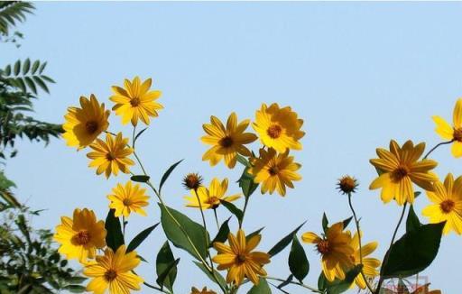 向日葵、勳章菊、非洲菊、菊芋和茼蒿，你能清楚分辨嗎