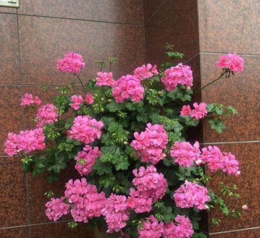 6種「永久花」，365天開花不停，又美又便宜，適合新手養