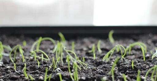 種子如何每次都能成功發芽-imomo植物識別