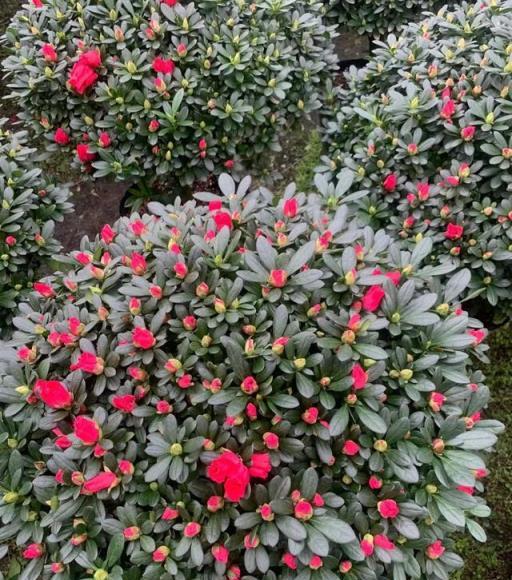 5種「貴氣花」，別用大花盆，小盆「憋著養」，瘋狂冒花苞