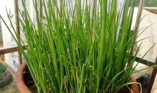 陽臺空著，不如種「2盆蔥」，種植簡單，收穫好多茬，又香又旺