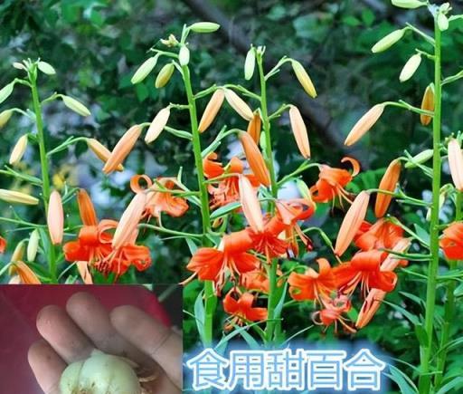 家裡有空地，就種「美食花」，這11種連老中醫都喜歡，養人又好吃