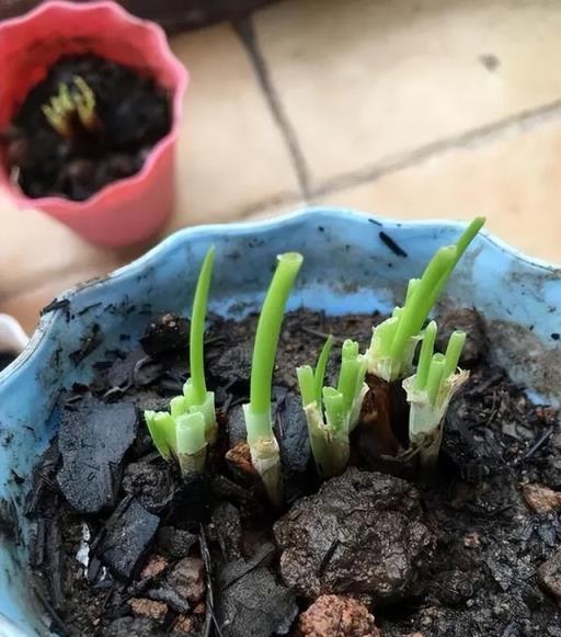 陽臺空著，不如種「2盆蔥」，種植簡單，收穫好多茬，又香又旺