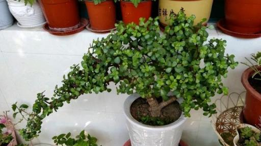 天冷，要「幹養」這4種花，少水多晒長得壯，養成老樁更旺家