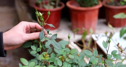 養3種花，秋天再剪一次，長出新枝就開花