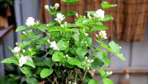 家養3種花，秋天趕緊剪，還能再次開花