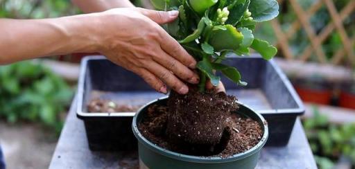 秋季這樣養「長壽花」，開花多十倍，枝葉繁茂茁壯成長，花苞滿盆