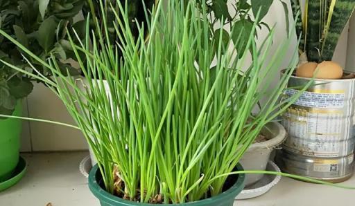 陽臺空著，不如種「2盆蔥」，種植簡單，收穫好多茬，又香又旺