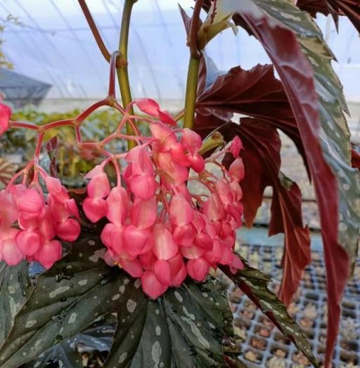 室內綠植「新寵兒」—蘇菲秋海棠，耐陰好養，花葉俱美，超愛開花