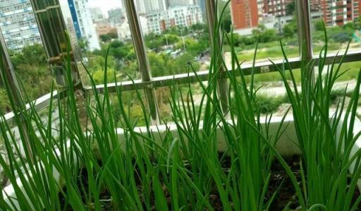 陽臺空著，不如種「2盆蔥」，種植簡單，收穫好多茬，又香又旺