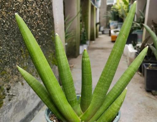 養文竹虎皮蘭，土裡扔10粒「大補丸」，一個月冒10個芽