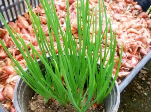 陽臺空著，不如種「2盆蔥」，種植簡單，收穫好多茬，又香又旺
