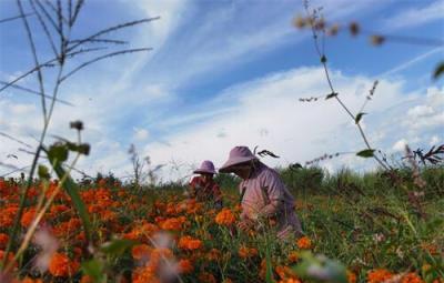 十月金秋尋甸600餘畝萬壽菊花開成海