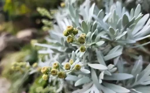 各色小菊傻傻分不清楚？看圖識花，秋天的小菊都在這裡了