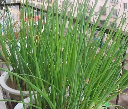 陽臺空著，不如種「2盆蔥」，種植簡單，收穫好多茬，又香又旺