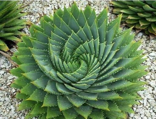 6種花吉祥好養，擺在家裡大氣上檔次，淨化空氣對身體好