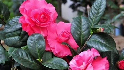 天冷，要「幹養」這4種花，少水多晒長得壯，養成老樁更旺家