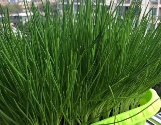 陽臺空著，不如種「2盆蔥」，種植簡單，收穫好多茬，又香又旺