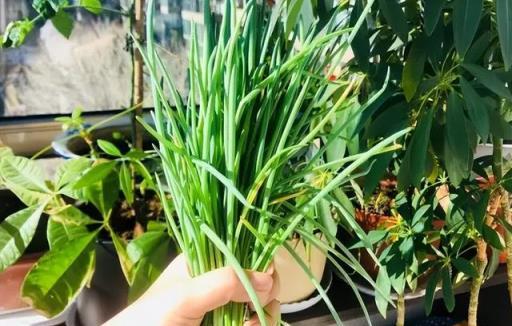 陽臺空著，不如種「2盆蔥」，種植簡單，收穫好多茬，又香又旺