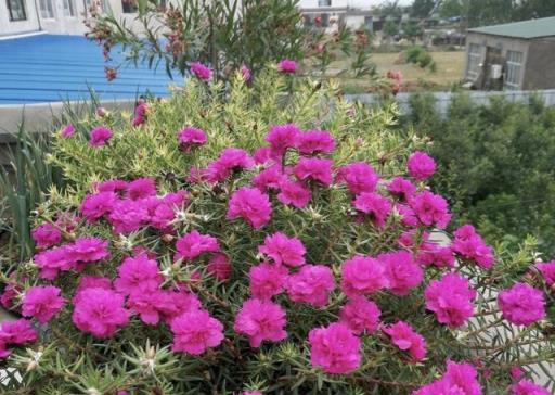 5種「觀花植物」，一盆開千朵，漂亮不嬌氣，養花高手都愛它