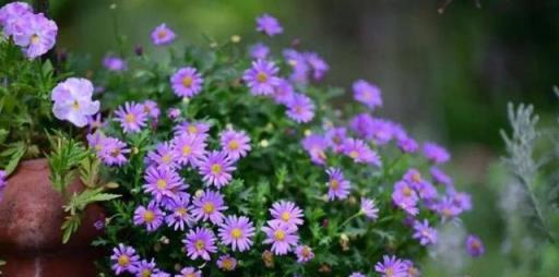 冬天也能順利開花的小菊花，花色清新長勢旺盛，盆栽地栽都好看