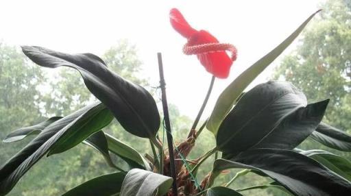 網紅時尚新花卉紅鶴芋，精心培植，輕鬆養出欲飛的「火鶴」來