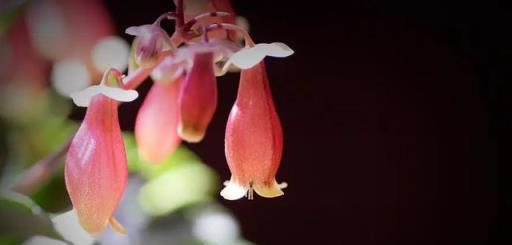 4種「轉運花」，開花「能轉運」，家裡養一盆，天降好兆頭