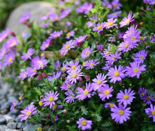 冬天養「一種花」，再冷也開花，小花盆就能養，花量大真的太美了