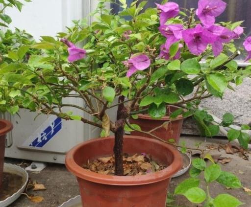 家裡養三種花，冬天「剪一剪」，明年開花多一倍