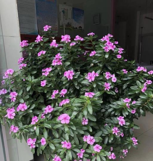 5種「觀花植物」，一盆開千朵，漂亮不嬌氣，養花高手都愛它