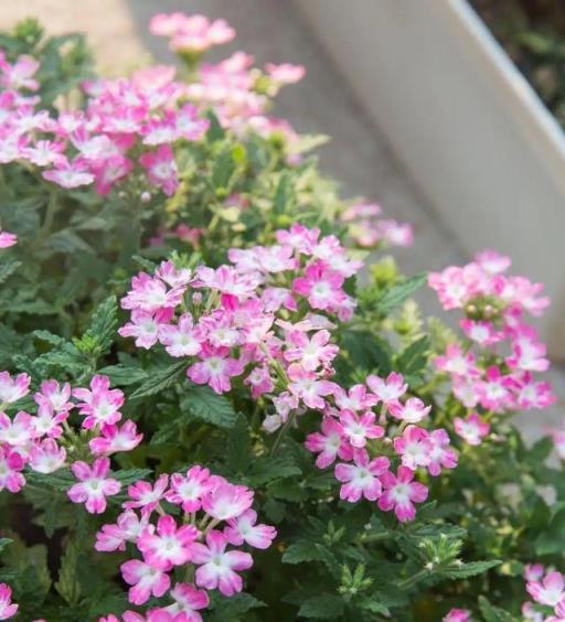 5種「觀花植物」，一盆開千朵，漂亮不嬌氣，養花高手都愛它