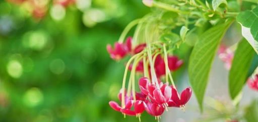 院子裡種植「這三種花樹」，四季花盛開，鄰居見到都羨慕