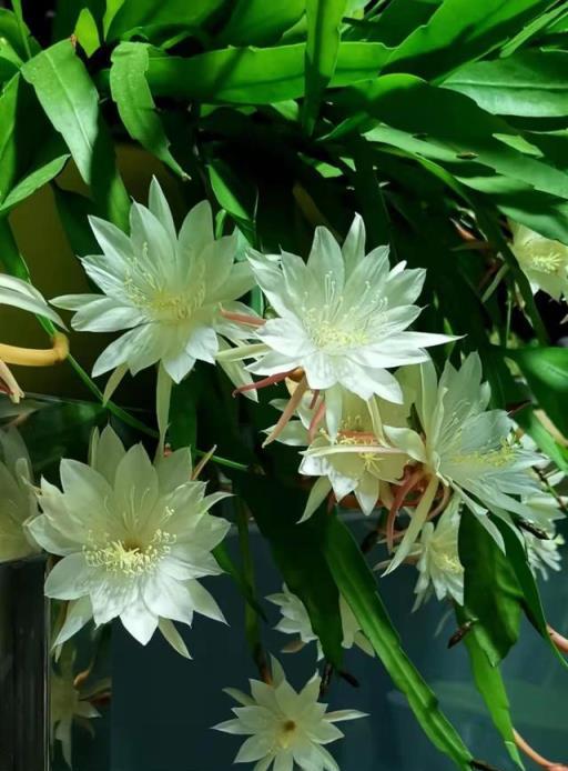 7種「美食花」，老中醫喜歡養，又美又香，吃了還健康