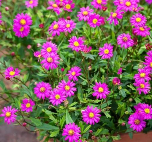 冬天養「一種花」，再冷也開花，小花盆就能養，花量大真的太美了