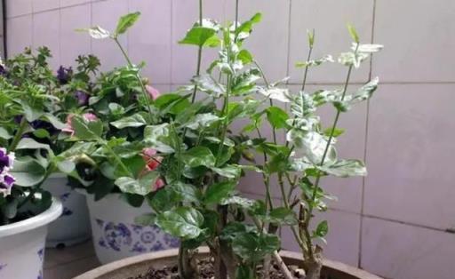 家裡養三種花，冬天「剪一剪」，明年開花多一倍