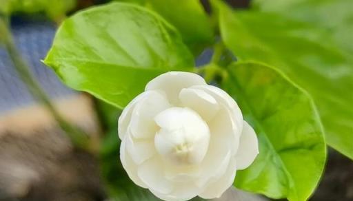 冬季茉莉花養護指南，做好這兩點，來年花開滿枝頭