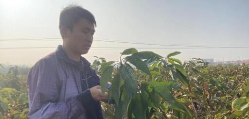 果樹冬季修剪，旺樹與弱樹的剪枝策略