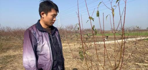 果樹冬季修剪，旺樹與弱樹的剪枝策略